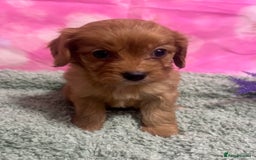 Cavapoo dogs for sale: F1 cavapoo puppies 🐶 🩵💜 - Image 3