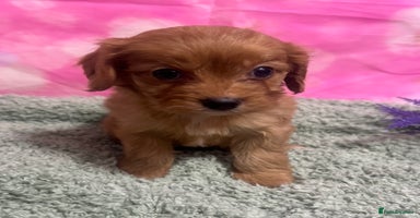 Cavapoo dogs - Advert 9