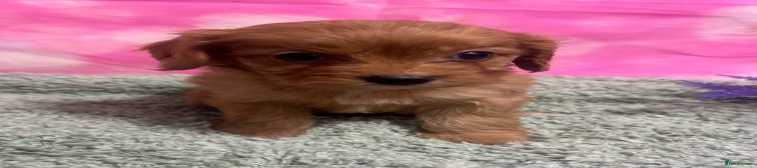 Cavapoo Puppy 6