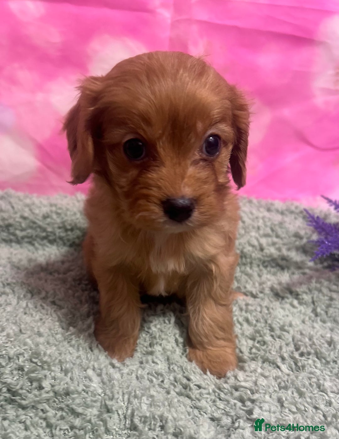 Cavapoo dogs for sale: F1 cavapoo puppies 🐶 🩵💜 - Image 3