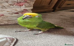 Parrots birds for sale: Yellow headed amazon  - Image 4