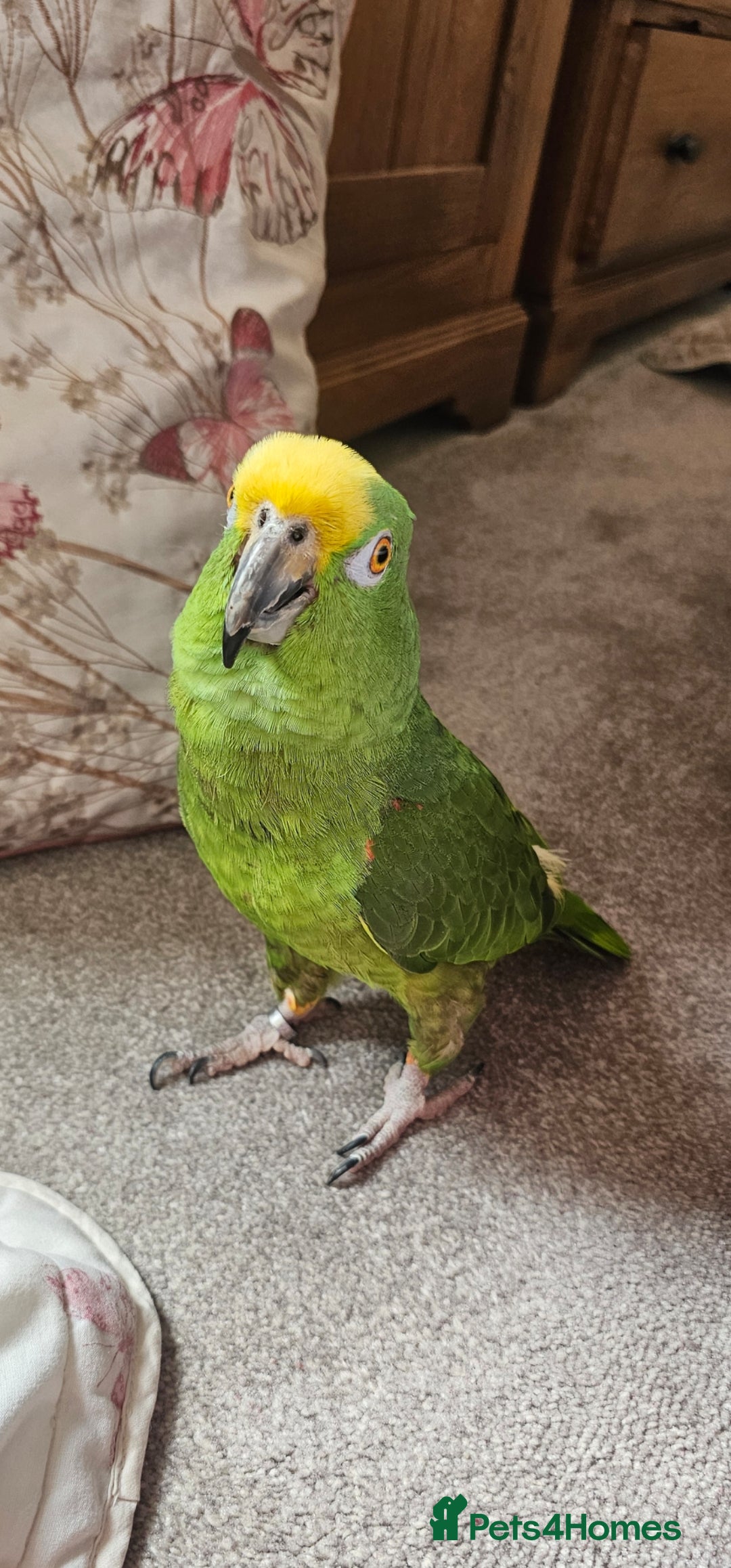 Parrots birds for sale: Yellow headed amazon  - Image 4