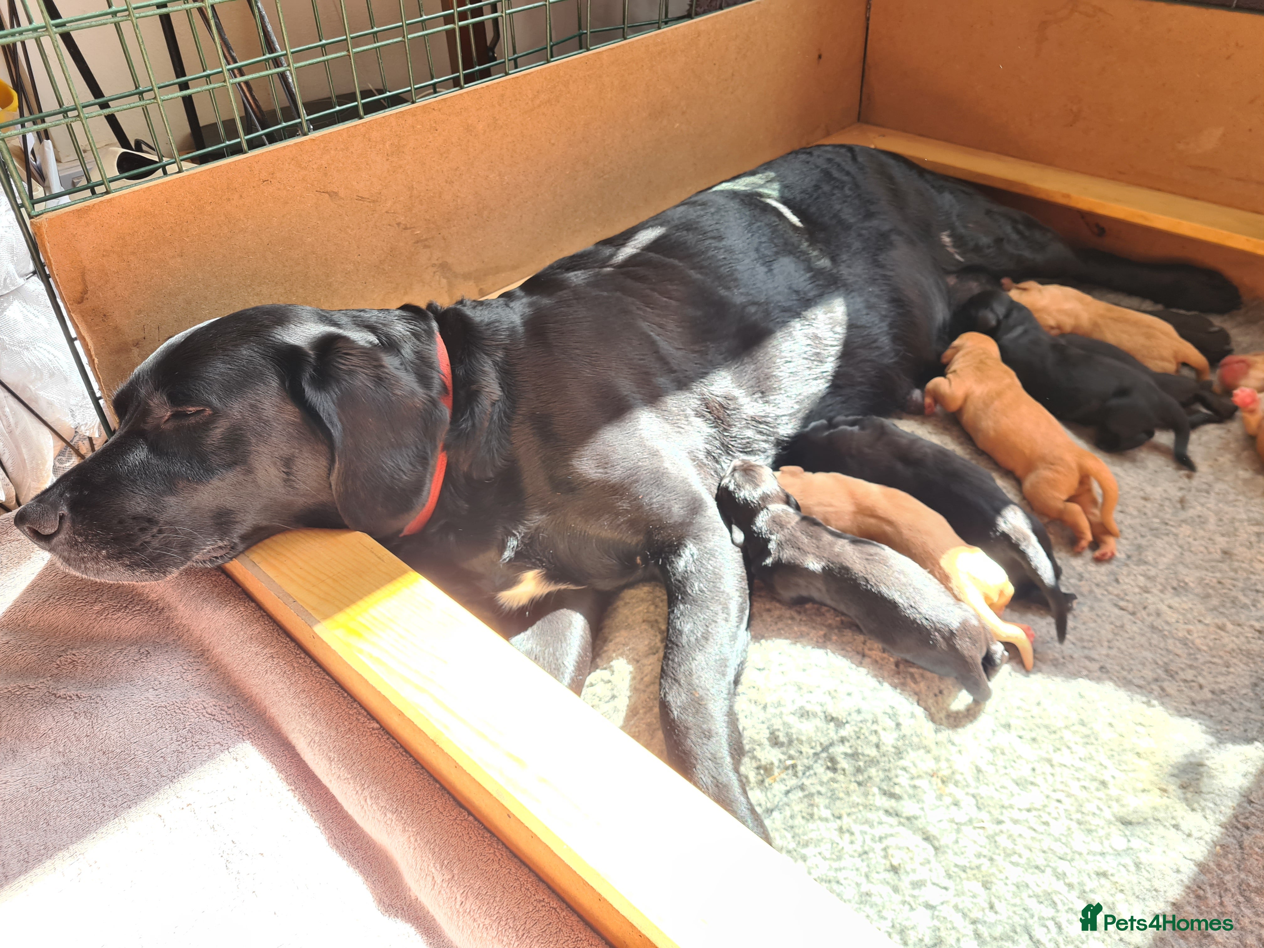 Labrador Retriever dogs Beautiful Labrador Puppies!  - Advert 2