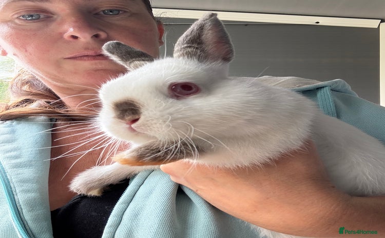 Netherland Dwarf rabbits - Advert 1
