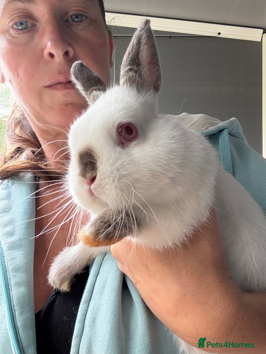 Netherland Dwarf rabbits for sale: Cuddly ‘Dobby’ looking for his forever home  - Image 2