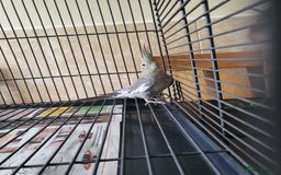 Cockatiels birds for sale: 5 month old cockteil  - Image 3