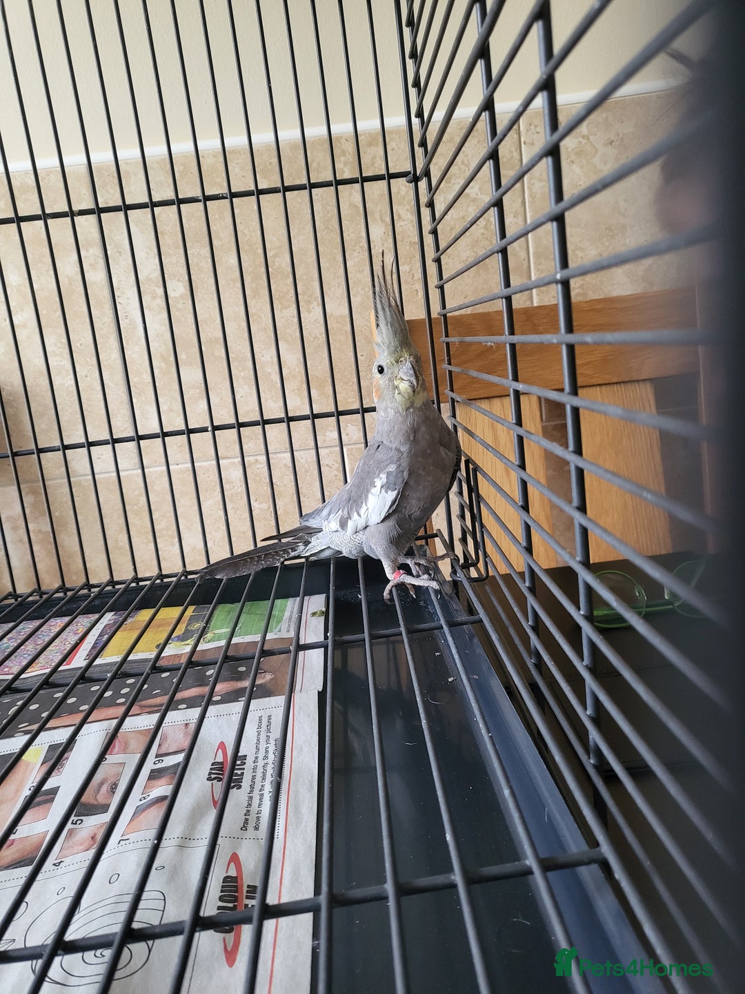Cockatiels birds for sale: 5 month old cockteil  - Image 3