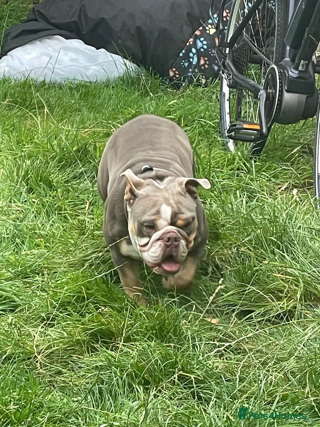 English Bulldog dogs for sale: English bulldog - Image 5
