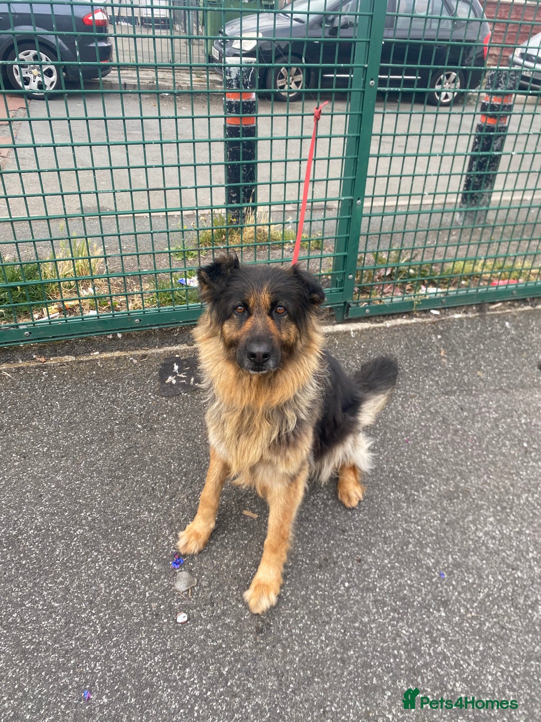 German Shepherd dogs for sale: SHEBA 7 YEAR OLD GERMAN SHEPHERD  - Image 2