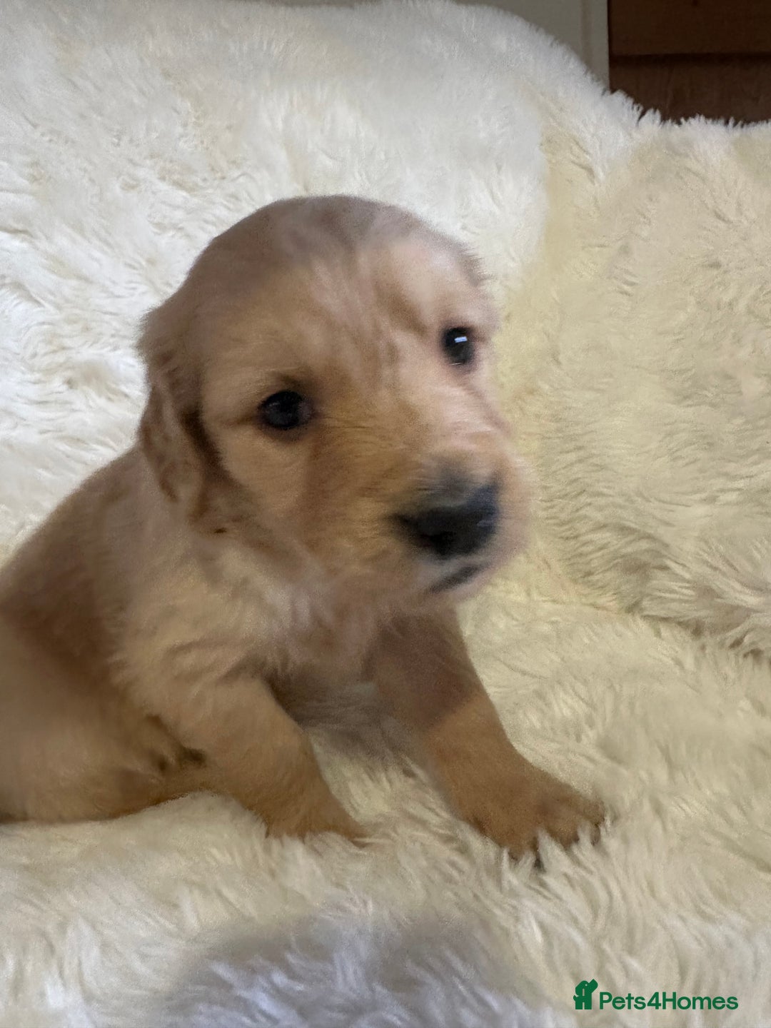 Golden Retriever dogs for sale: Sold sold sold sold sold  - Advert 32