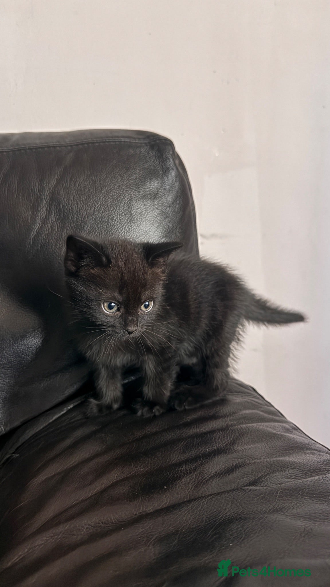 Mixed Breed cats Kitten looking for a home  - Advert 7