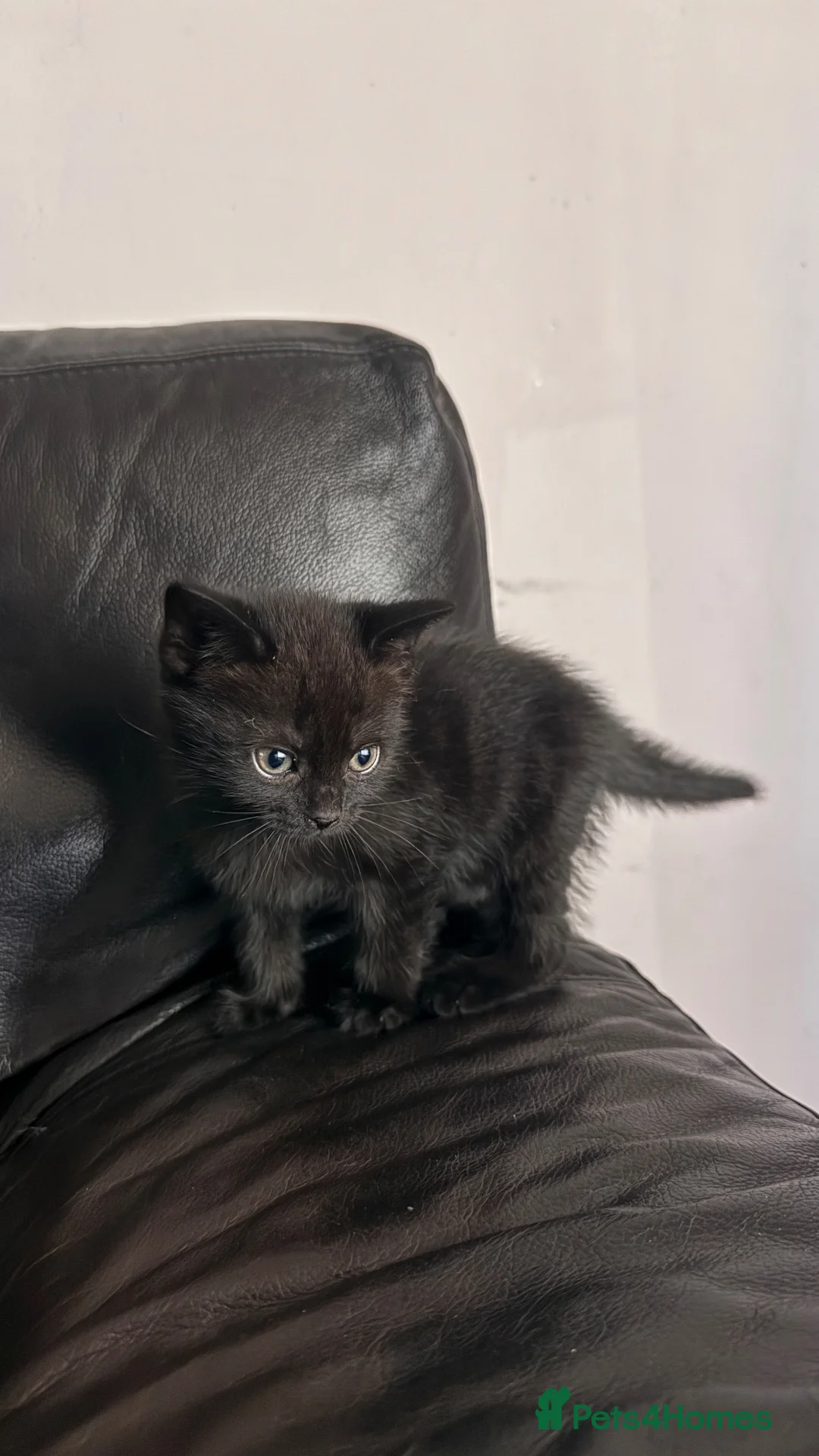 Mixed Breed cats for sale: Kitten looking for a home  - Advert 1
