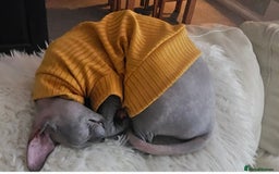 Sphynx cats for sale: FEMALE SPHYNX CAT - Image 5