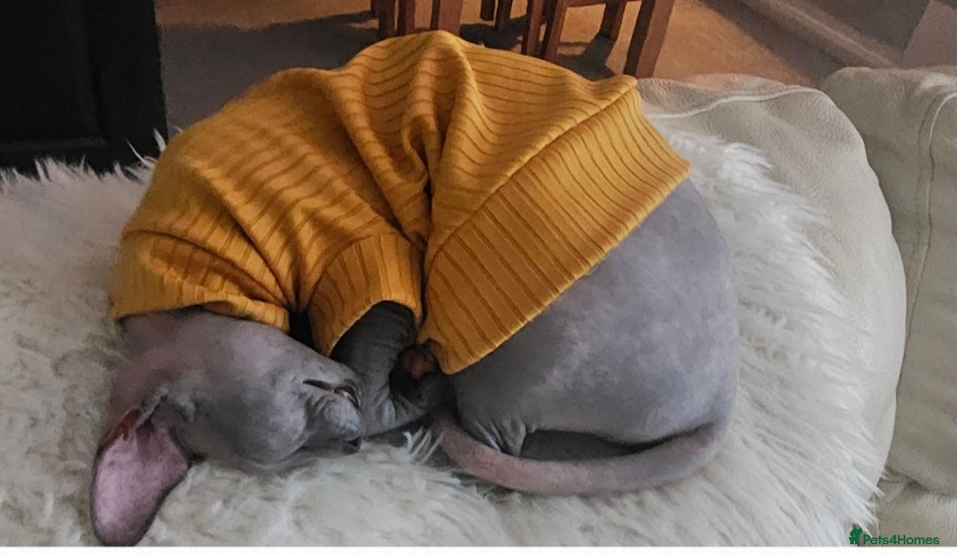 Sphynx cats for sale: FEMALE SPHYNX CAT - Image 5