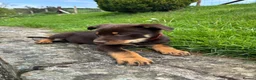 Australian Kelpie dogs for sale: Last 2 Vaccinated Australian Kelpie Puppies - Advert 33