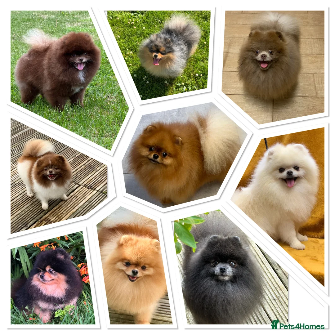 Pomeranian dogs for stud: Stunning optic white boy for stud duties in Lanark - Advert 14