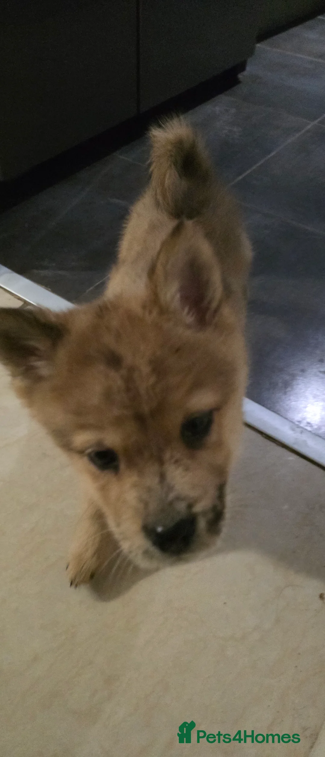 Mixed Breed dogs for sale: Adorable Merle Chowski's for sale  - Advert 37