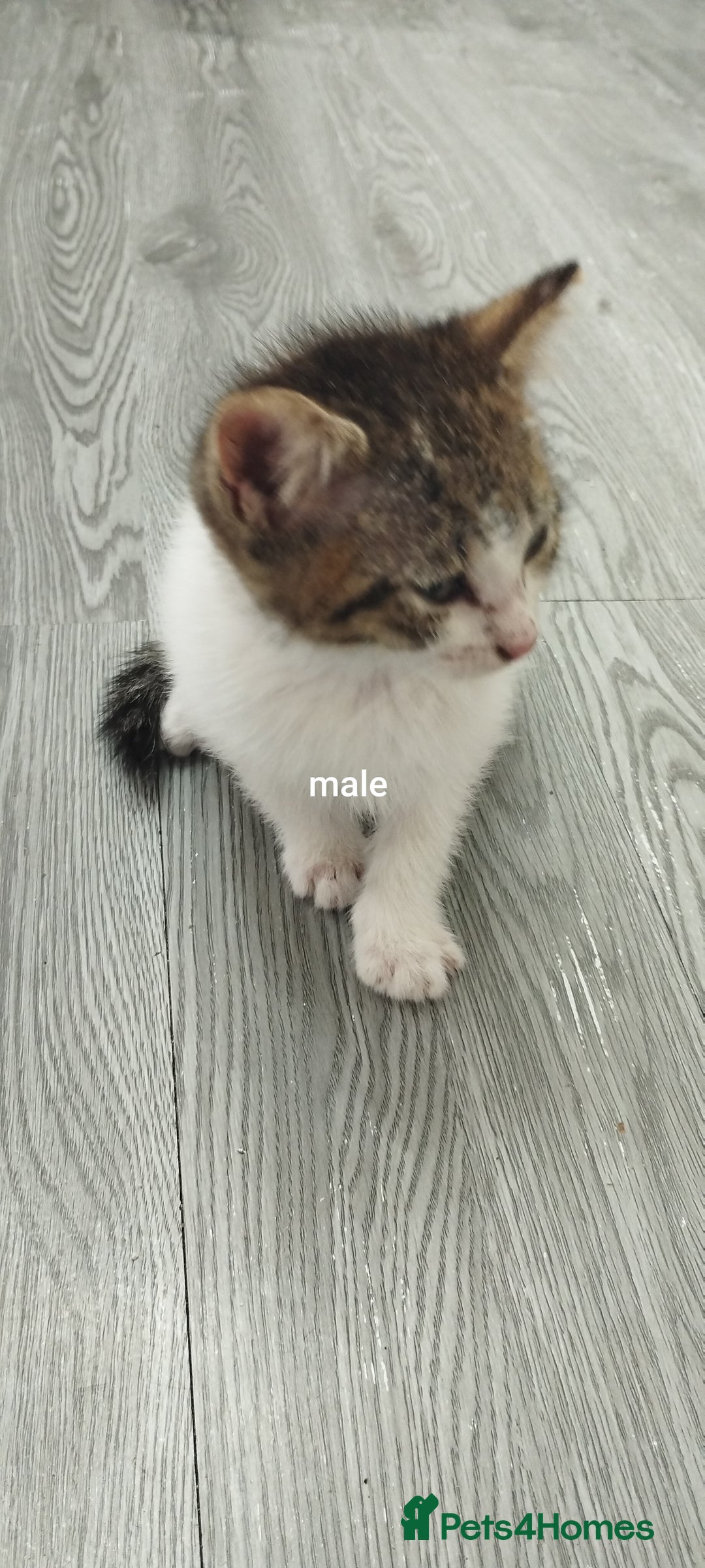 British Shorthair cats for sale: Kittens search new homes  - Image 3
