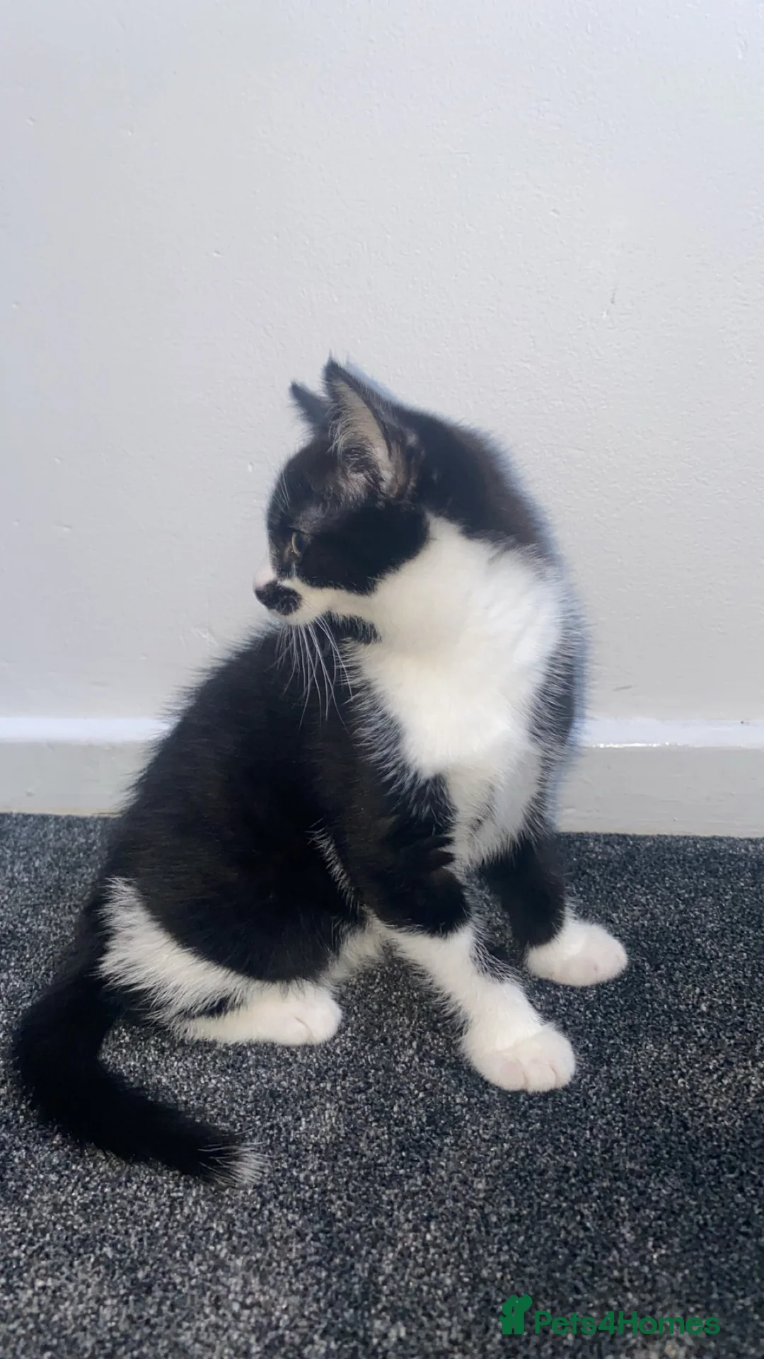 Domestic Shorthair cats for sale: Cute kitten with a moustache awaiting forever home - Advert 7