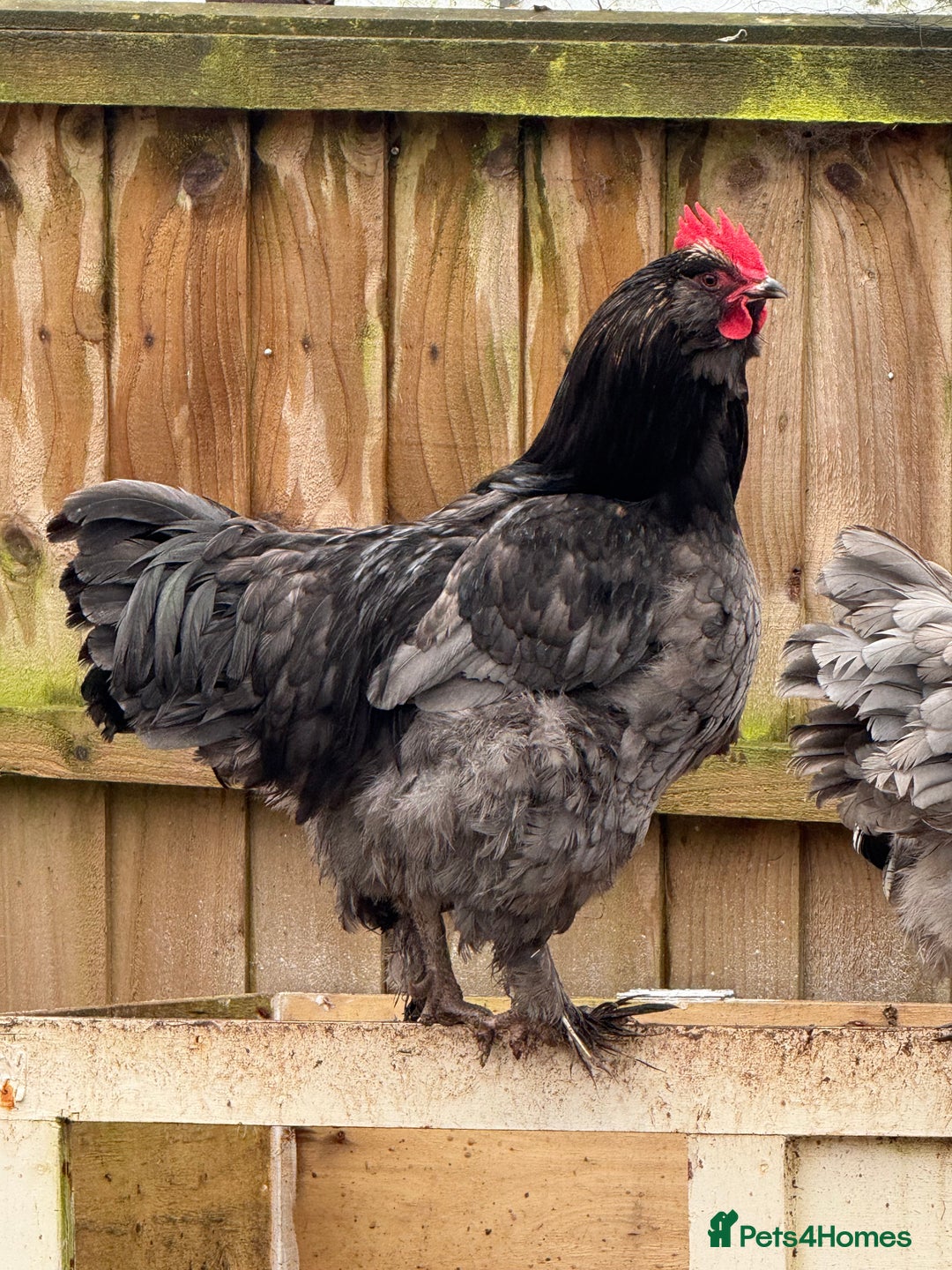 Chickens poultry for sale: Blue Faverolle rooster - Rare breed - Advert 1
