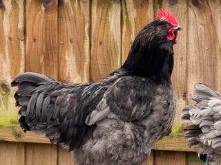 Chickens poultry Blue Faverolle rooster - Rare breed - Advert 8