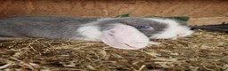 Mini Lop rabbits for sale: Baby Mini Lops - Advert 4