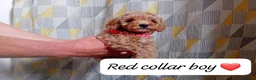 Cavapoo dogs for sale: Cute and cuddly F1B Cavapoos - Advert 6