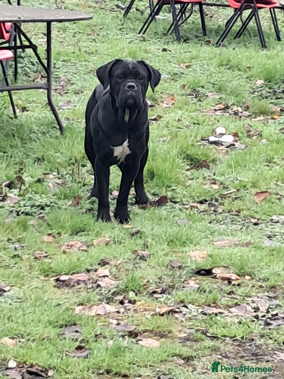 Cane Corso dogs for sale: Cane Corso Puppies - Advert 18