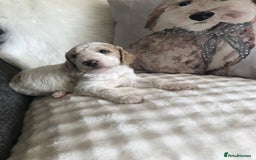 Goldendoodle dogs for sale: Goldendoodle Double Doodle pups for sale - Image 6