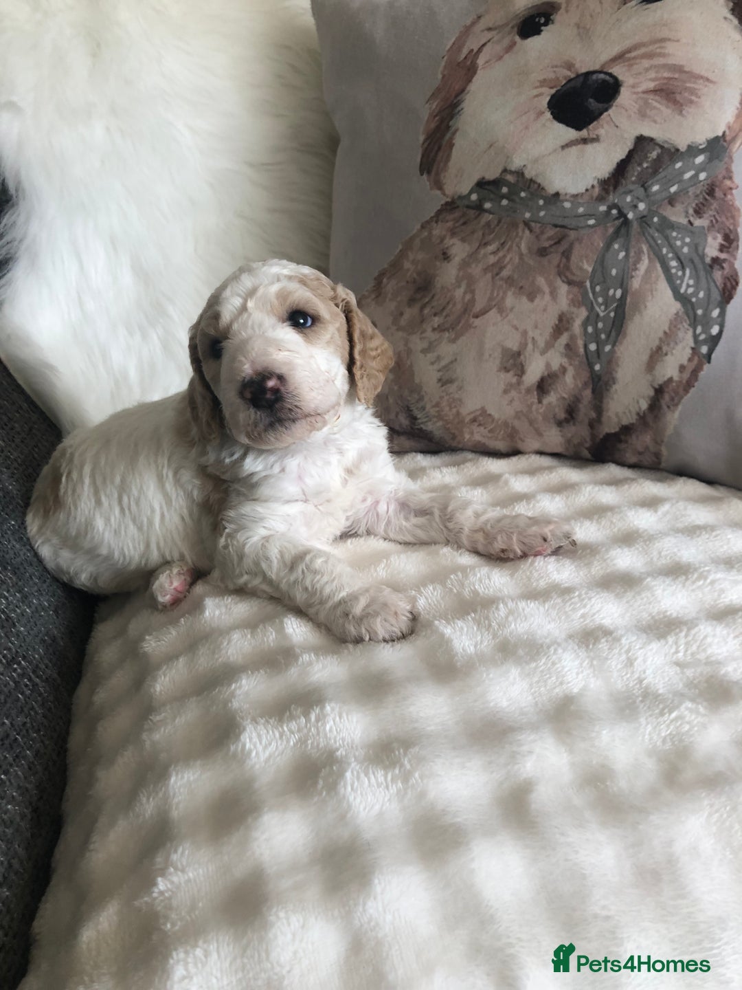 Goldendoodle dogs for sale: Goldendoodle Double Doodle pups for sale - Image 6