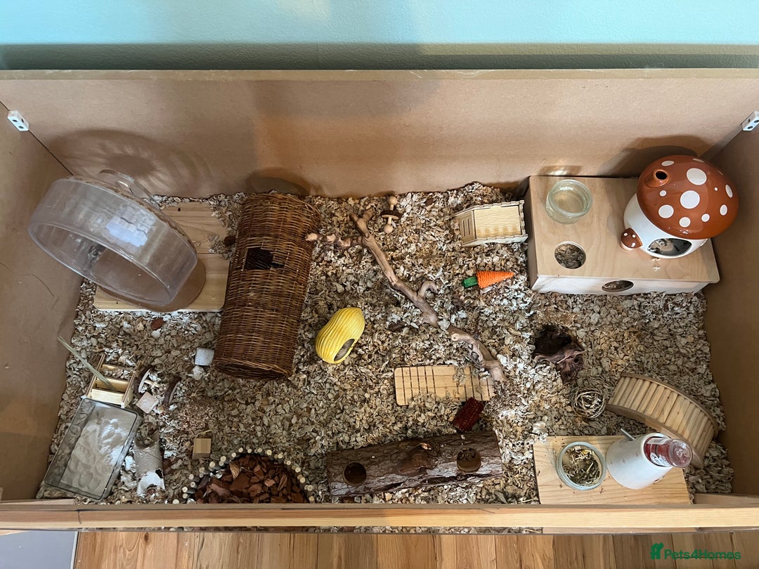 Hamster rodents for sale: Sirian Hamster - Advert 3