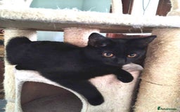 Mixed Breed cats for adoption: JAFFA - Image 3
