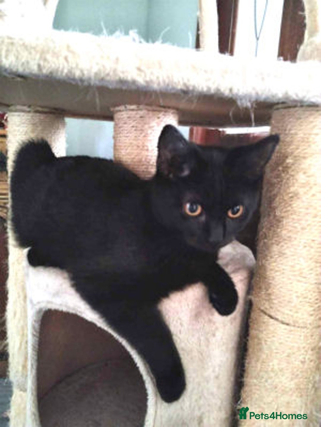 Mixed Breed cats for adoption: JAFFA - Image 3