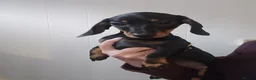 Miniature Dachshund dogs for sale: Miniature dachshund  in Bolton - Advert 3