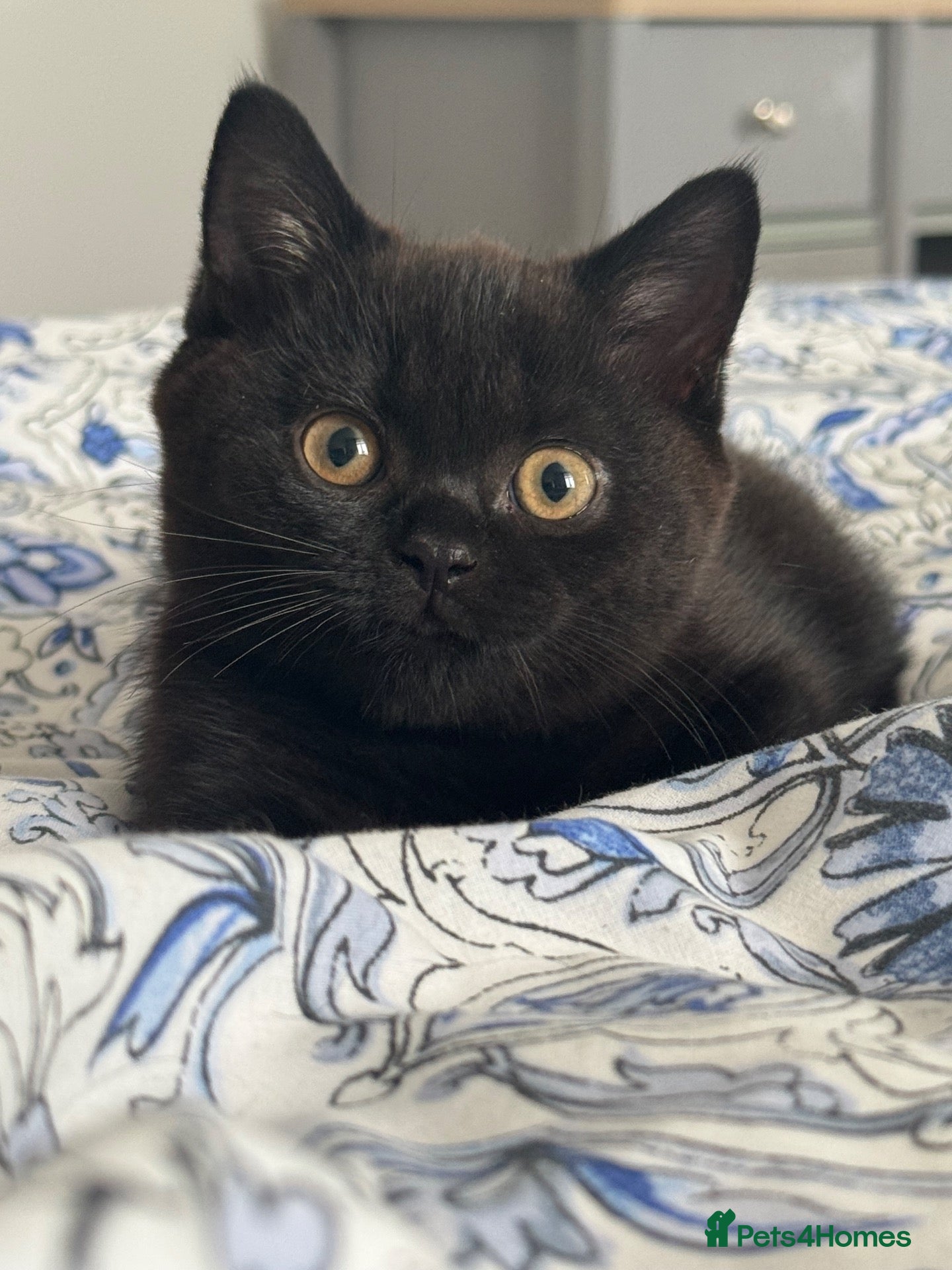British Shorthair cats GCCF Reg. excellent pedigree Black Shorthair  - Advert 2