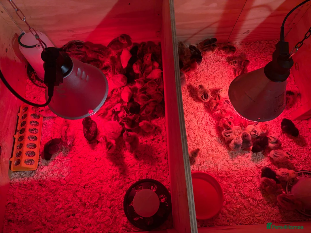 Mixed Breed poultry for sale: Day old/grower chicks in Salisbury - Advert 2