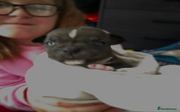 Staffordshire Bull Terrier dogs for sale: STAFFORDSHIRE BULL TERRIOR PUPPIES - Image 32