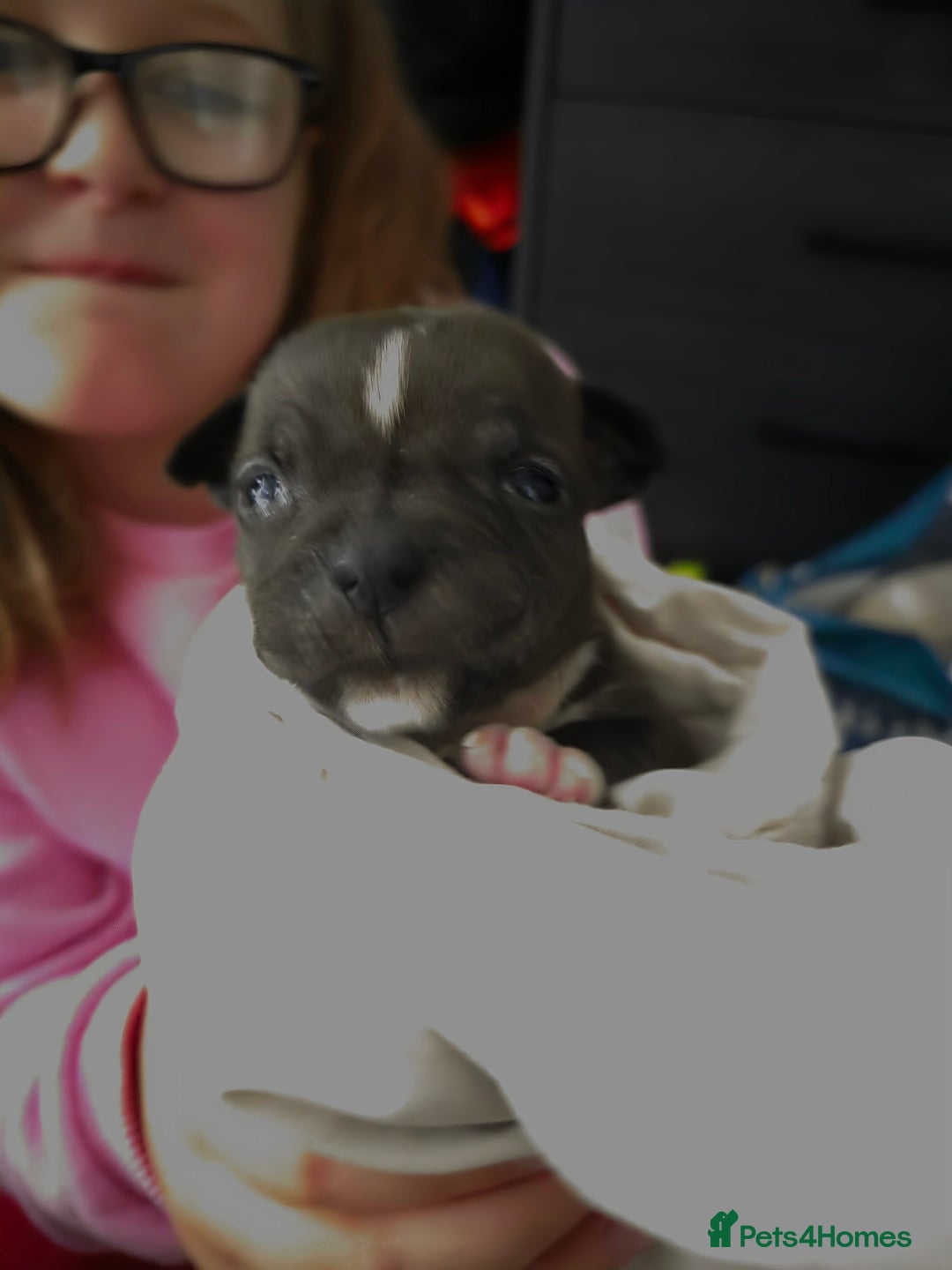 Staffordshire Bull Terrier dogs for sale: STAFFORDSHIRE BULL TERRIOR PUPPIES - Image 32