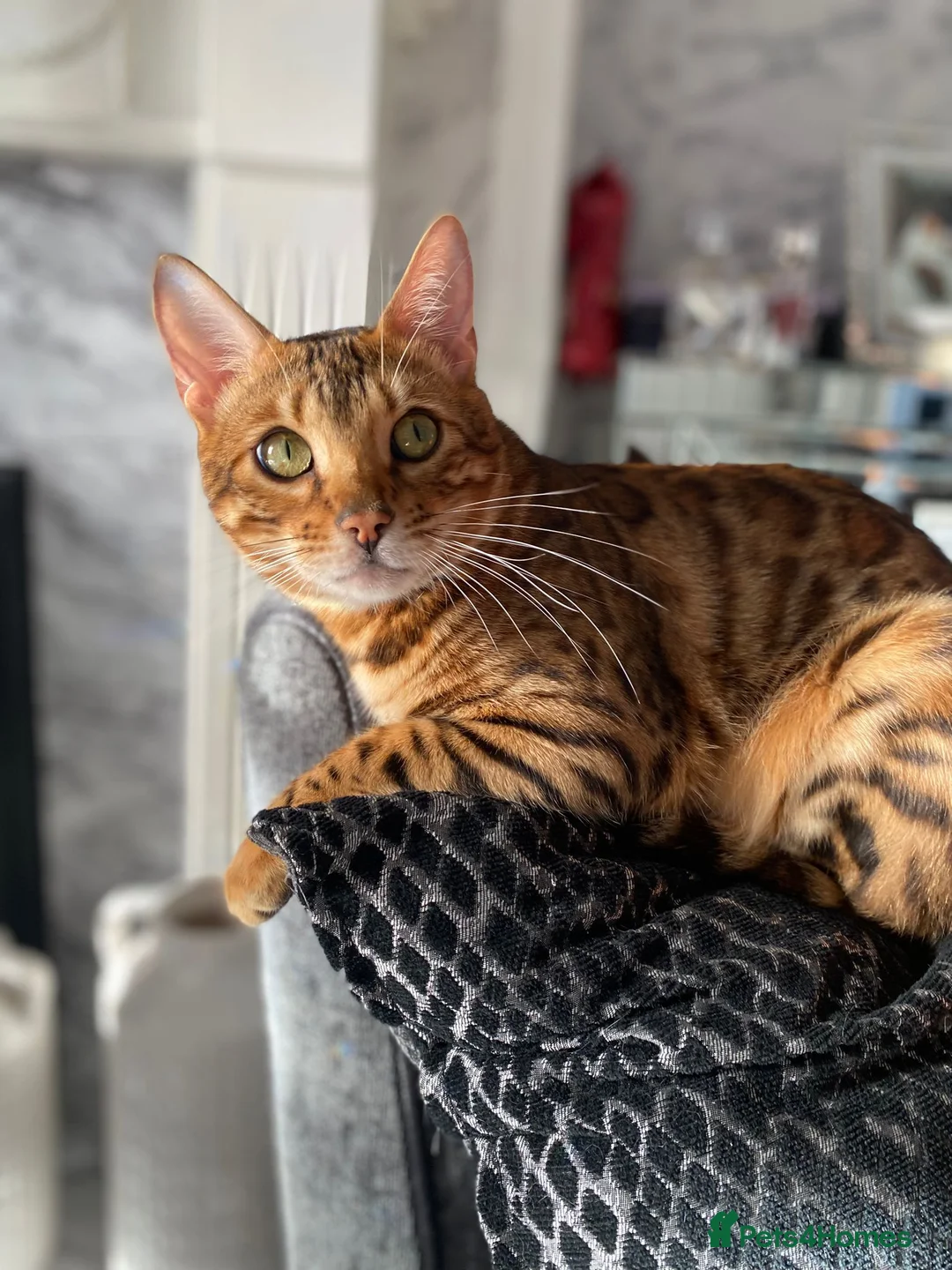 Bengal cats for sale: Bengal4U - Advert 2