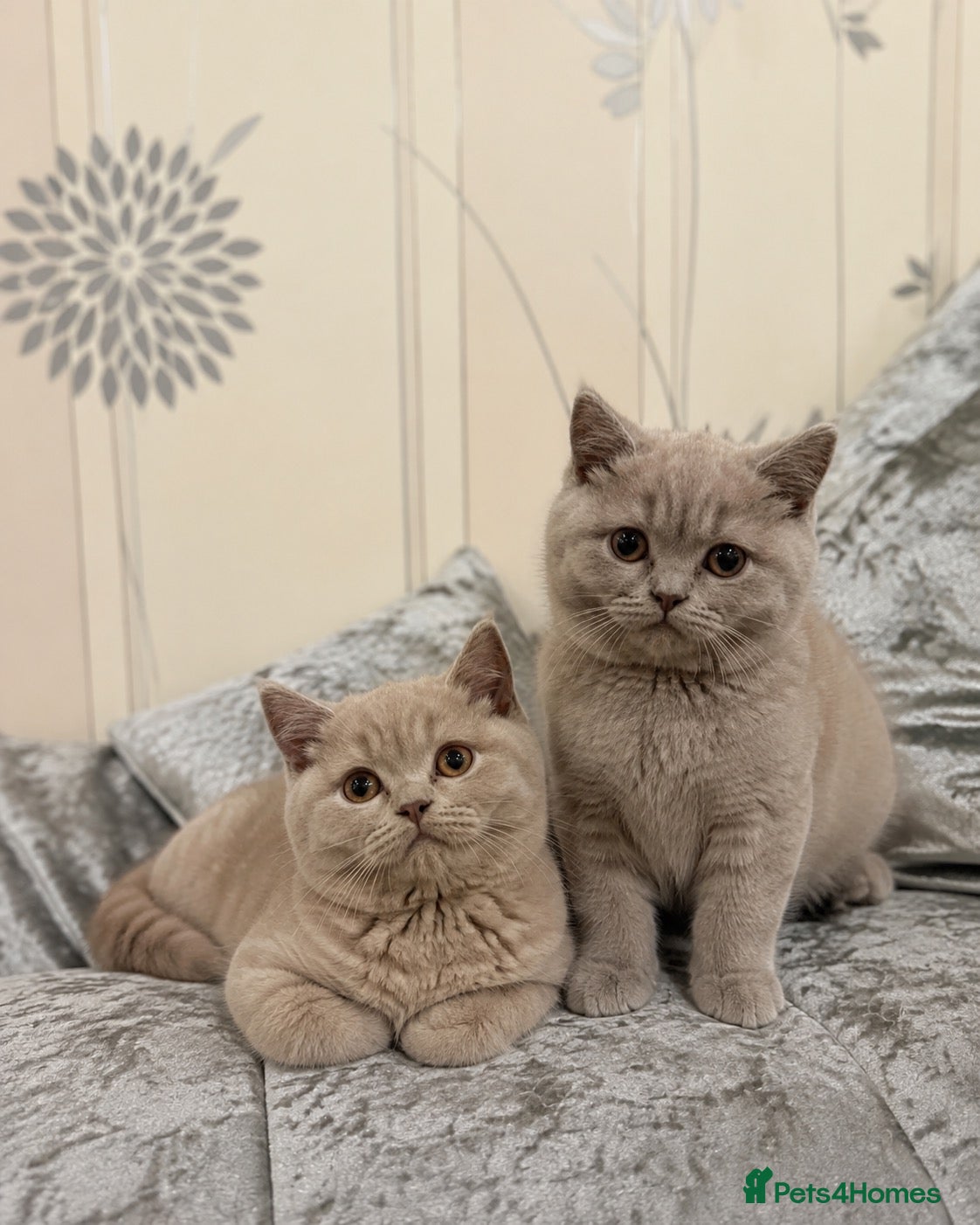 British Shorthair cats Two Beautiful British Shorthair Girls - Advert 1