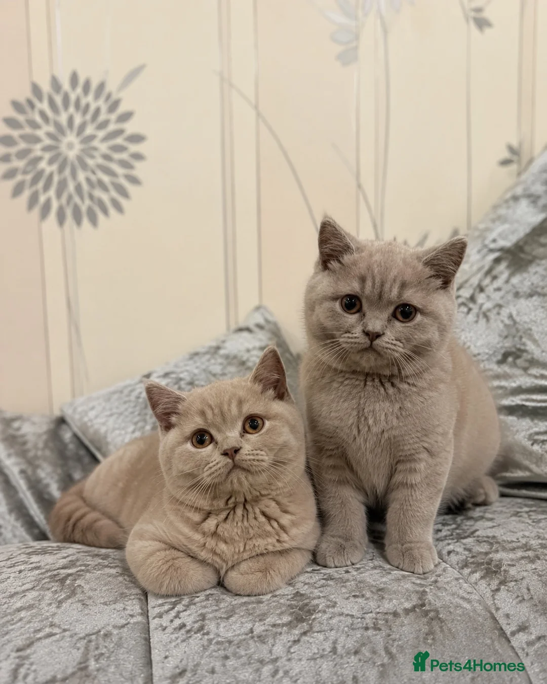 British Shorthair cats for sale: Two Beautiful British Shorthair Girls - Advert 1