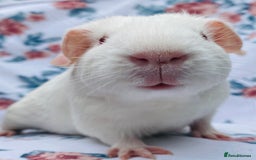 Guinea Pig rodents for sale: Pretty mix of baby boy Guineapigs  in Brighton - Image 4