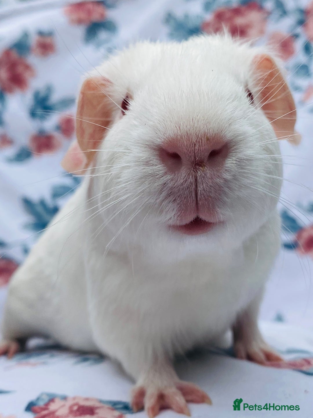 Guinea Pig rodents for sale: Pretty mix of baby boy Guineapigs  in Brighton - Image 4