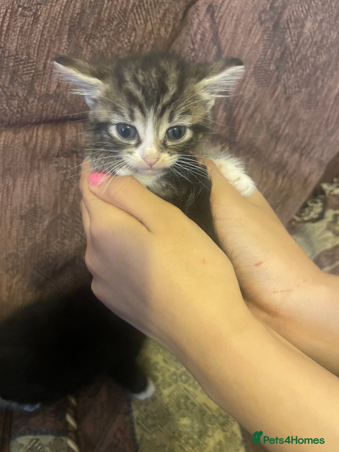 Mixed Breed cats for sale: Kittens for sale - Image 6