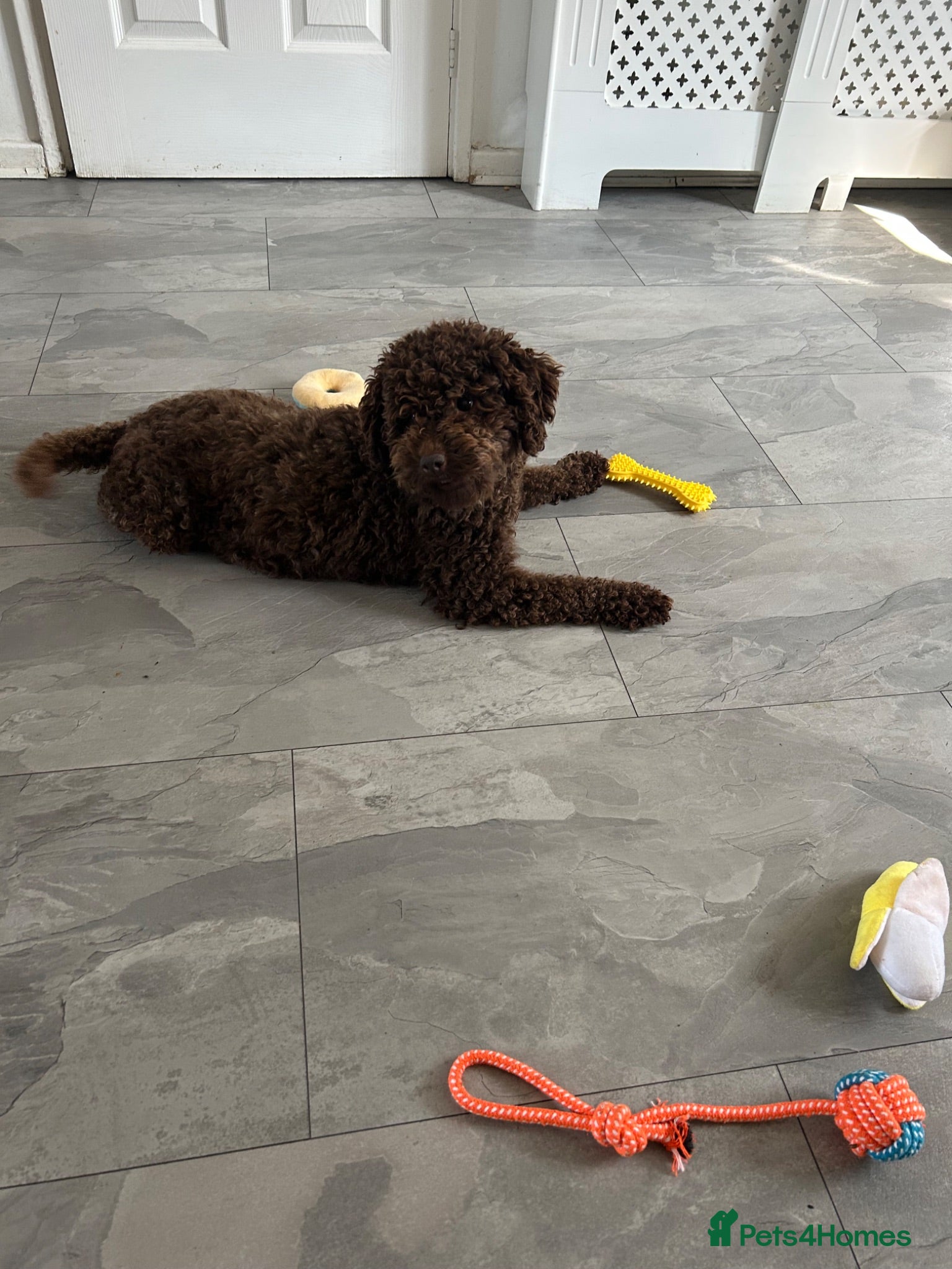Cockapoo dogs Cockapoo F1B - Advert 1