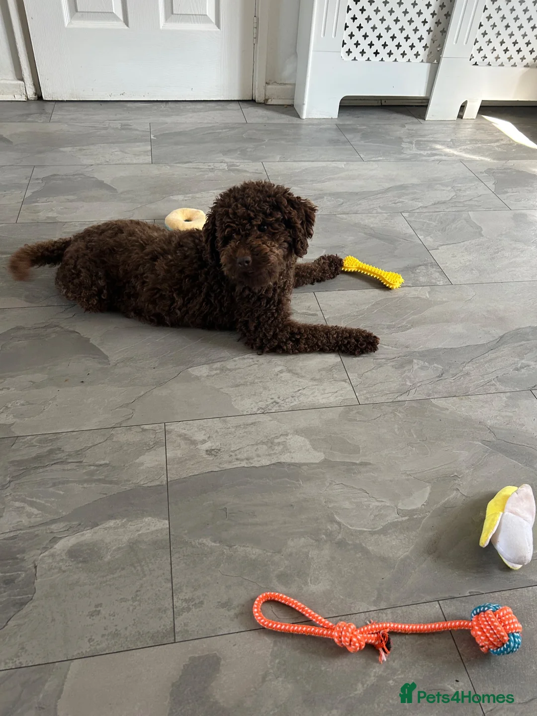 Cockapoo dogs for sale: Cockapoo F1B - Advert 1