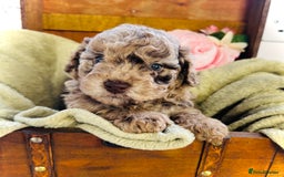Cavapoochon dogs for sale: F1b Cavapoochon  - Image 22