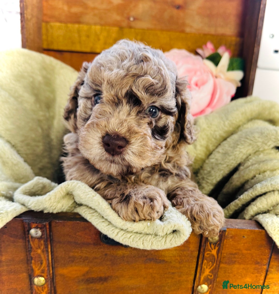 Cavapoochon dogs for sale: F1b Cavapoochon  - Image 22
