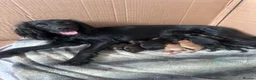 Cockapoo dogs for sale: Cockapoo male pups in Waterlooville - Advert 1
