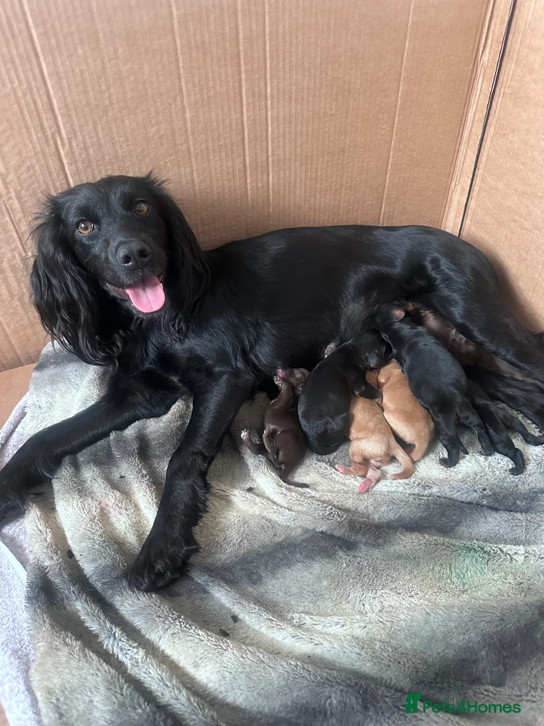 Cockapoo dogs for sale: Cockapoo male pups in Waterlooville - Advert 1